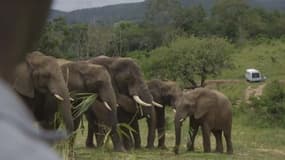 Sept éléphants ont été retrouvés morts 