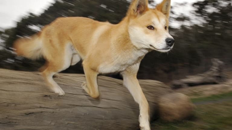 Les attaques de dingos sont très rares, la dernière en date remontant à juillet 2012.&nbsp;