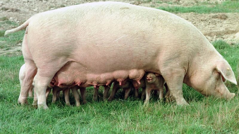 En Europe, les porcs peuvent atteindre 350 kilos. En Chine, dans les élevages de porcs géants, leur poids dépassent la demi tonne