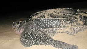 Une tortue luth s'est échouée, morte, sur une plage du Bassin d'Arcachon, à Lège-Cap-Ferret (Gironde)