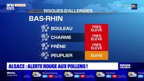 Alsace: alerte rouge aux pollens