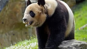 Le jeune mâle panda Yuan Meng dans son enclos du ZooParc de Beauval, le 28 avril 2023 à Saint-Aignan-sur-Cher