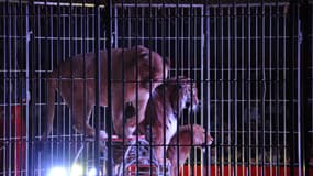 Varsovie n'acceptera plus d'animaux dans les cirques souhaitant monter leur chapiteaux sur les terrains municipaux - Mardi 19 janvier 2016