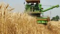 L'Inde va augmenter ses exportations de blé 
