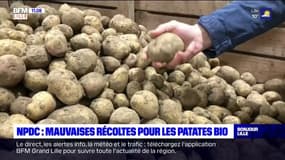 Nord-Pas-de-Calais: mauvaises récoltes pour les pommes de terre bio