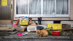 Un chat se repose devant une maison dans la ville d'Anamizu, préfecture d'Ishikawa (Japon), le 5 janvier 2024. (Photo d'illustration)