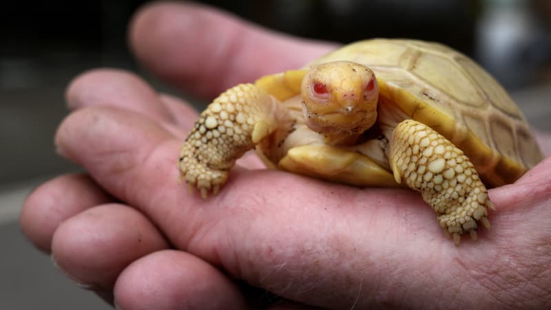 La tortue albinos, née en mai, a été présentée ce vendredi 3 juin au Tropiquarium de Servion en Suisse.