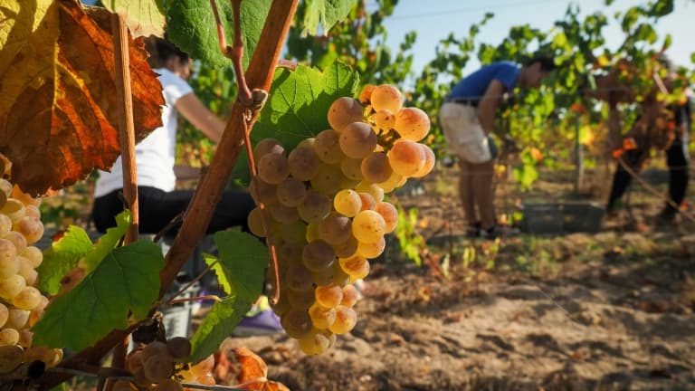 Les vignes du Bordelais sont victimes d'une épidémie de mildiou (Photo d'illustration).