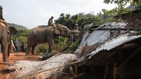 En Inde, des éléphants démolissent des maisons construites illégalement 