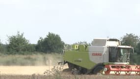 2016, une année catastrophique pour les récoltes de blé en France.