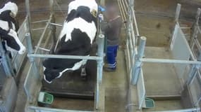 L'association L214 dénonce l'utilisation de vaches à hublot pour réaliser des expérimentations. 