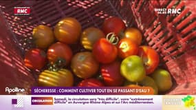 Sécheresse : comment cultiver tout en se passant d'eau ?