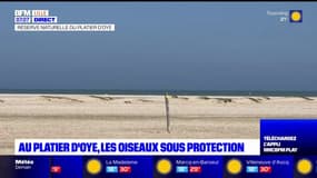 Au platier d'Oye, les oiseaux sous protection