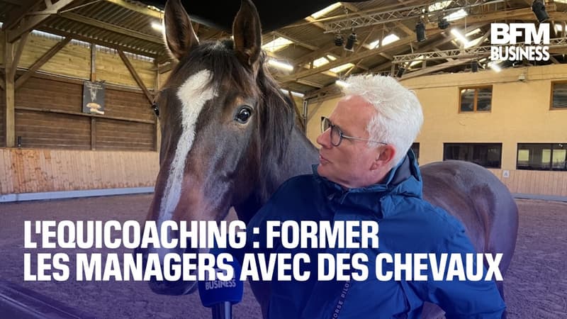 L'equicoaching : former les managers avec des chevaux