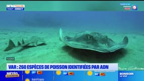 Var: 260 espèces de poisson identifiées grâce à leur ADN par des navigateurs
