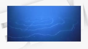 La méduse de type Apolemia