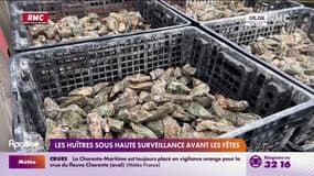 Les huîtres sous haute surveillance avant les fêtes