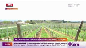 Violation Loi Egalim : une 1ère dans le vignoble français 