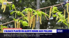 L'Alsace placée en alerte rouge aux pollens