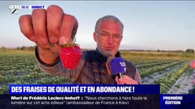 Yvelines: des fraises de qualité et en abondance