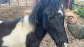 Un appel aux dons a été lancé par l'association Cheval Libre 06 pour sauver le poulain Éclair de Mai, dont la mère est morte en janvier 2025.