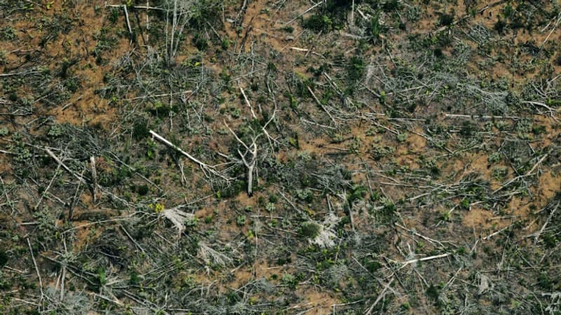 La déforestation proche du niveau record dans l'Amazonie brésilienne