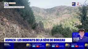 Haut-Rhin: la récolte de sève de bouleau a commencé à Aspach-le-Bas