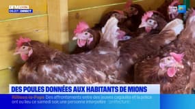 Mions: des poules, sauvées de l'abattoir, offertes aux habitants avec jardin 