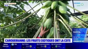 Var: une néo-agricultrice mise sur la production de fruits exotiques bio