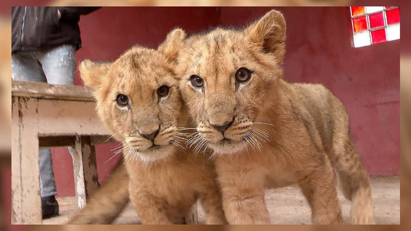 Ysis et Yoda, les deux lions qui avaient été abandonnés à Aix-en-Provence, transférés en Afrique du Sud