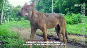 Des caméras cachées dévoilent les secrets de la nature au Costa Rica