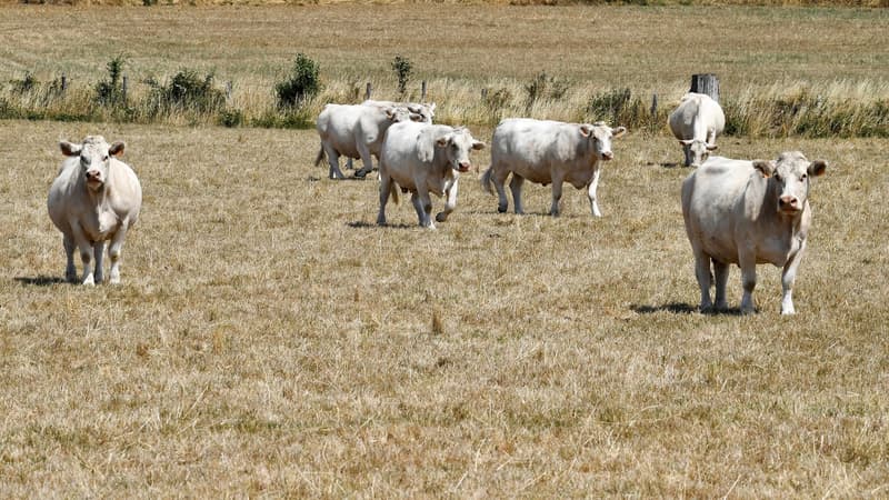 Un agriculteur condamné à cause des odeurs de son élevage bovin