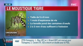 "Il vient d'Asie du sud-est au départ (...) Il peut transporter des maladies comme la dengue, le chikungunya, ou le zika"