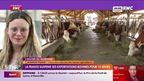 La France suspend ses exportations bovines pour 15 jours