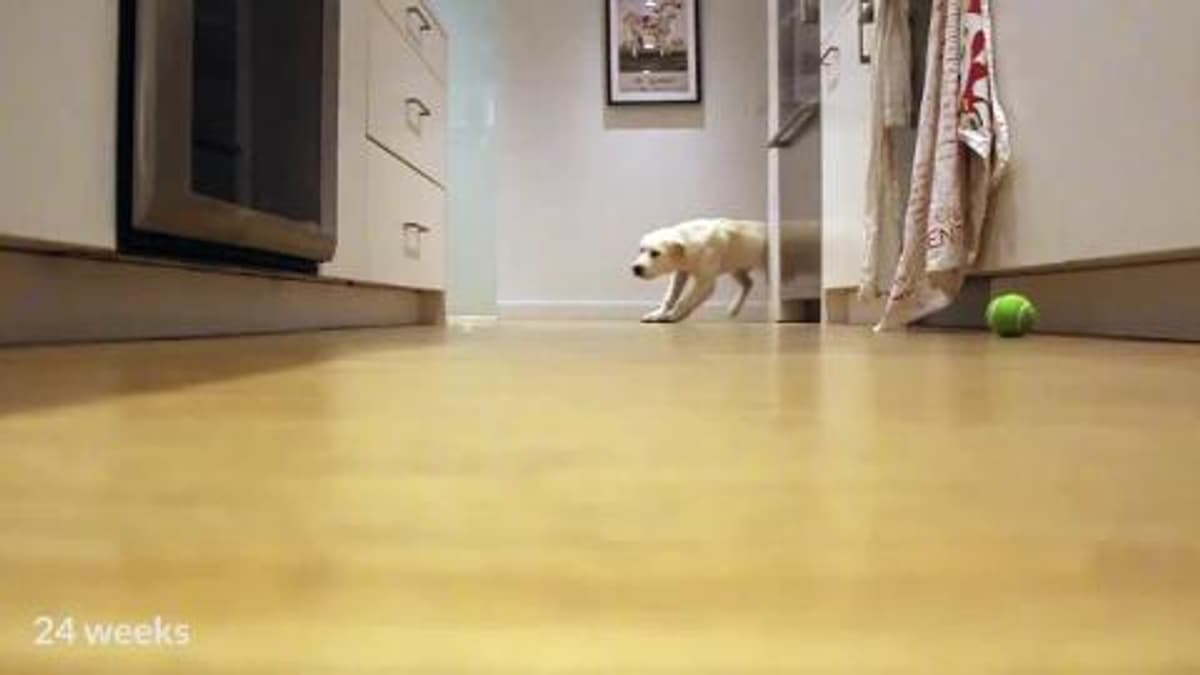 placeholder video