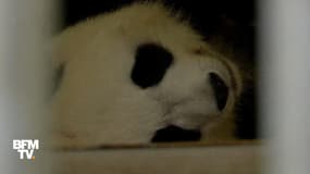 Bonne nouvelle : des pandas jumeaux sont attendus au zoo de Beauval