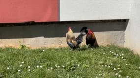 Deux coqs se baladent depuis près d'un an sous les fenêtres d'un immeuble de Couzon-au-Mont-d'Or et perturbent la tranquillité des habitants. 