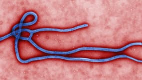 La morphologie ultra-structurelle du virus Ebola.