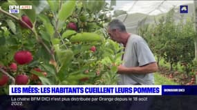 Alpes-de-Haute-Provence: les habitants cueillent leurs pommes aux Mées