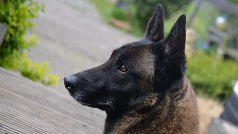 Un berger malinois