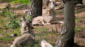 Loups (illustration)