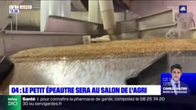 Alpes-de-Haute-Provence: le petit épeautre sera mis à l'honneur cette année au salon de l'agriculture