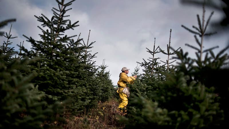 Gard: après des vols, une arboricultrice offre des sapins de Noël à plusieurs communes