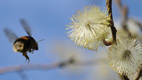 Le cycle de vie d'une colonie de bourdons commence au printemps, quand la reine se réveille de son hibernation