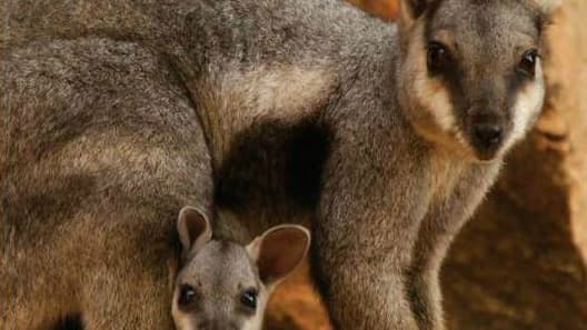 Le wallaby des rochers (illustration)