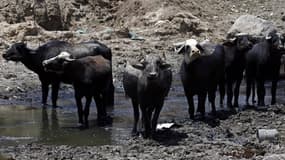 Plus de 400 buffles sont morts noyés dans la rivière Chobe. Image d'illustration.