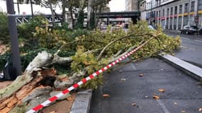 Le vent a fait chuter des arbres à Lyon.