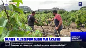Orages: les vignes de Cassis ont été épargnées par la grêle
