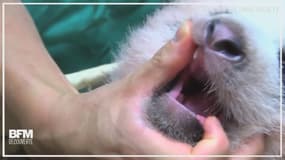 Cet adorable bébé panda fait enfin ses premières dents