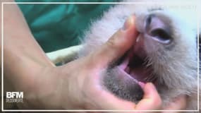 Cet adorable bébé panda fait enfin ses premières dents